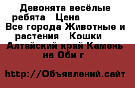 Девонята весёлые ребята › Цена ­ 25 000 - Все города Животные и растения » Кошки   . Алтайский край,Камень-на-Оби г.